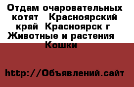 Отдам очаровательных котят - Красноярский край, Красноярск г. Животные и растения » Кошки   